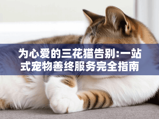 为心爱的三花猫告别:一站式宠物善终服务完全指南