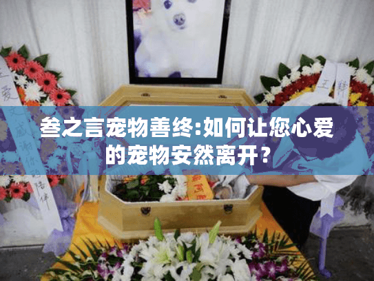 叁之言宠物善终:如何让您心爱的宠物安然离开？