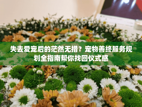 失去爱宠后的茫然无措？宠物善终服务规划全指南帮你找回仪式感