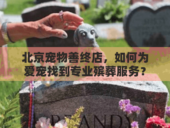 北京宠物善终店，如何为爱宠找到专业殡葬服务？