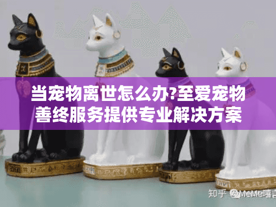 当宠物离世怎么办?至爱宠物善终服务提供专业解决方案