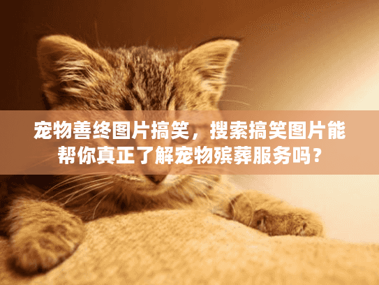 宠物善终图片搞笑，搜索搞笑图片能帮你真正了解宠物殡葬服务吗？