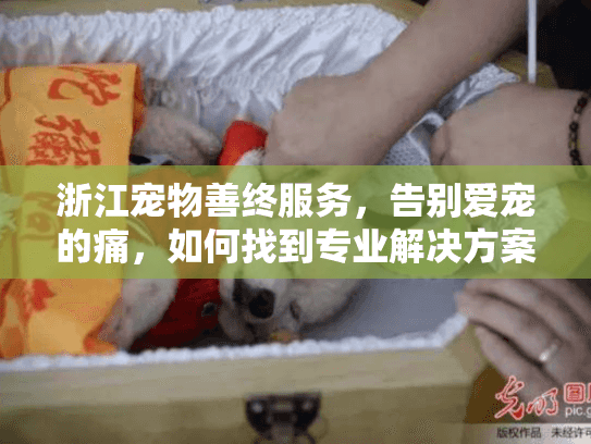 浙江宠物善终服务，告别爱宠的痛，如何找到专业解决方案？