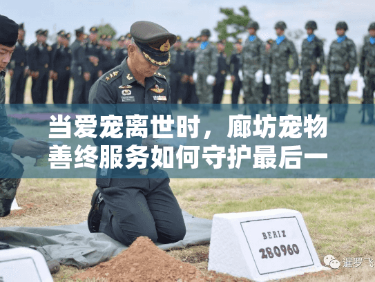 当爱宠离世时，廊坊宠物善终服务如何守护最后一份体面？