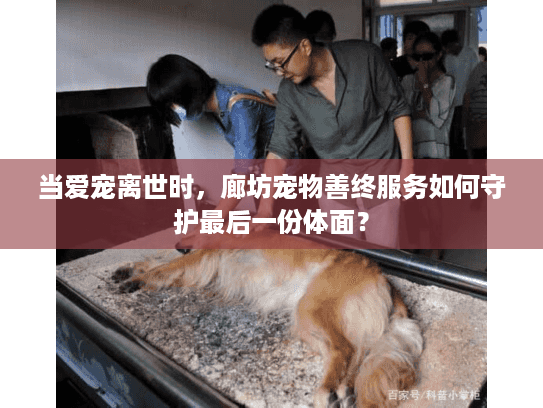 当爱宠离世时，廊坊宠物善终服务如何守护最后一份体面？