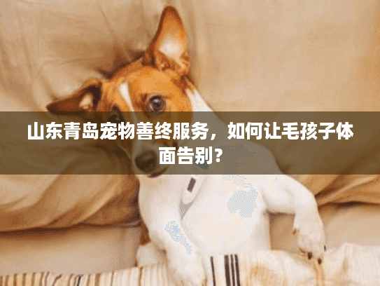 山东青岛宠物善终服务，如何让毛孩子体面告别？