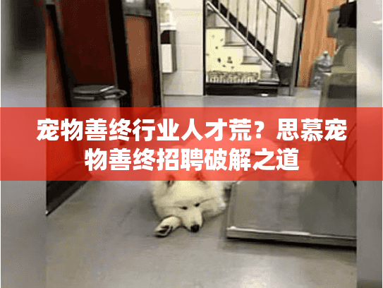 宠物善终行业人才荒？思慕宠物善终招聘破解之道