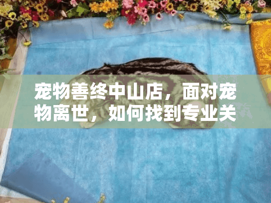 宠物善终中山店，面对宠物离世，如何找到专业关怀？
