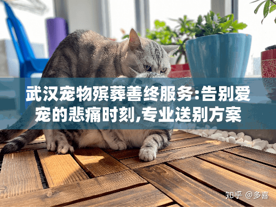 武汉宠物殡葬善终服务:告别爱宠的悲痛时刻,专业送别方案