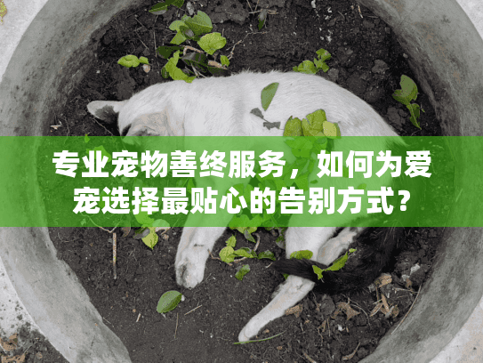 专业宠物善终服务，如何为爱宠选择最贴心的告别方式？
