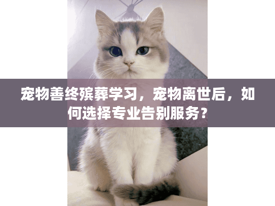 宠物善终殡葬学习，宠物离世后，如何选择专业告别服务？