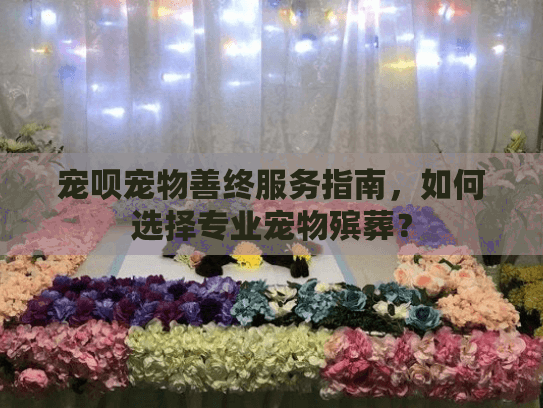 宠呗宠物善终服务指南，如何选择专业宠物殡葬？