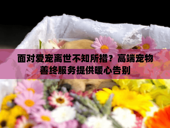 面对爱宠离世不知所措？高端宠物善终服务提供暖心告别