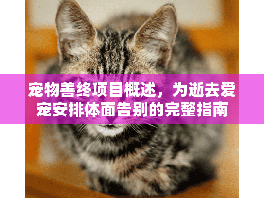 宠物善终项目概述，为逝去爱宠安排体面告别的完整指南