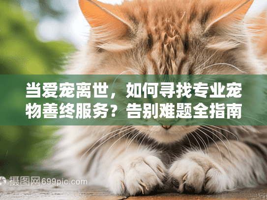 当爱宠离世，如何寻找专业宠物善终服务？告别难题全指南