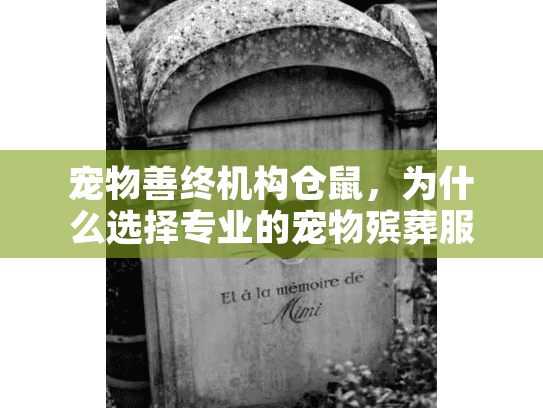 宠物善终机构仓鼠，为什么选择专业的宠物殡葬服务？
