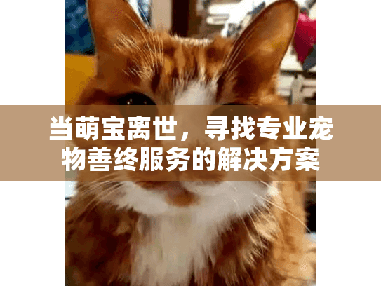 当萌宝离世，寻找专业宠物善终服务的解决方案