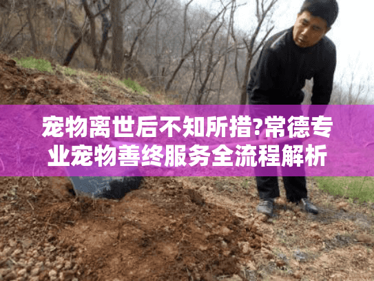宠物离世后不知所措?常德专业宠物善终服务全流程解析