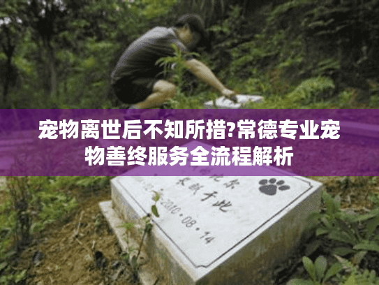 宠物离世后不知所措?常德专业宠物善终服务全流程解析