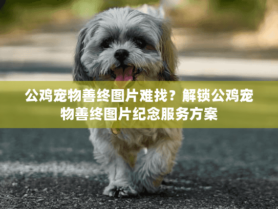 公鸡宠物善终图片难找？解锁公鸡宠物善终图片纪念服务方案