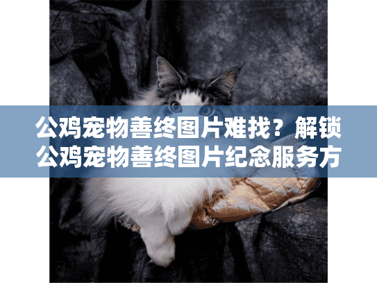 公鸡宠物善终图片难找？解锁公鸡宠物善终图片纪念服务方案