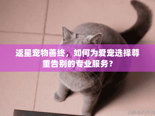 返星宠物善终，如何为爱宠选择尊重告别的专业服务？