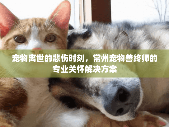 宠物离世的悲伤时刻，常州宠物善终师的专业关怀解决方案