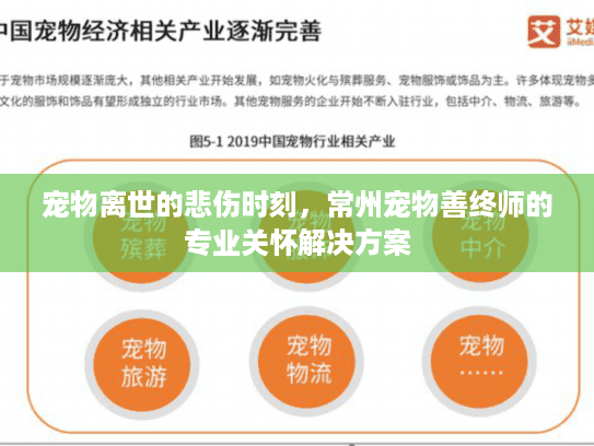 宠物离世的悲伤时刻，常州宠物善终师的专业关怀解决方案