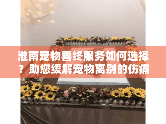 淮南宠物善终服务如何选择？助您缓解宠物离别的伤痛