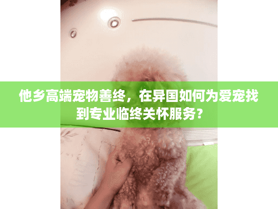 他乡高端宠物善终，在异国如何为爱宠找到专业临终关怀服务？