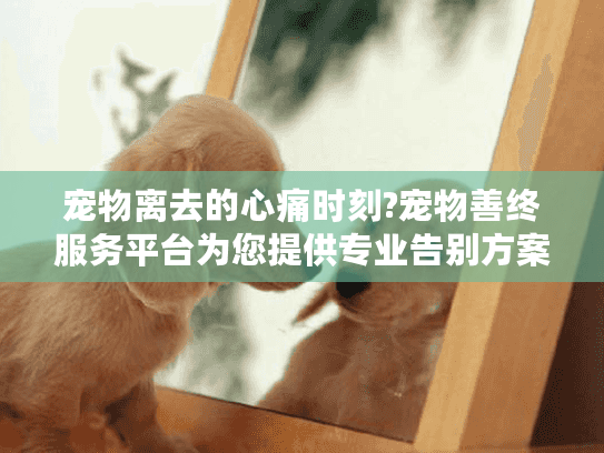 宠物离去的心痛时刻?宠物善终服务平台为您提供专业告别方案