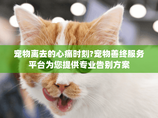 宠物离去的心痛时刻?宠物善终服务平台为您提供专业告别方案