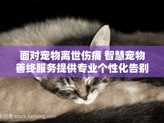 面对宠物离世伤痛 智慧宠物善终服务提供专业个性化告别仪式