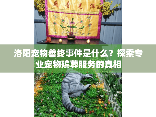 洛阳宠物善终事件是什么？探索专业宠物殡葬服务的真相