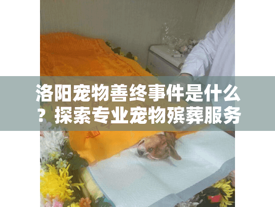 洛阳宠物善终事件是什么？探索专业宠物殡葬服务的真相