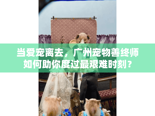 当爱宠离去，广州宠物善终师如何助你度过最艰难时刻？