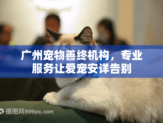 广州宠物善终机构，专业服务让爱宠安详告别