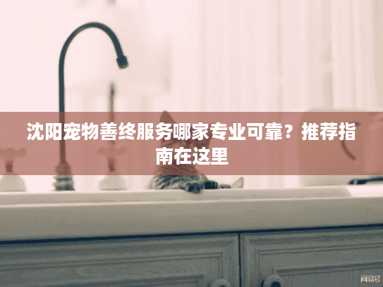 沈阳宠物善终服务哪家专业可靠？推荐指南在这里