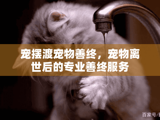 宠摆渡宠物善终，宠物离世后的专业善终服务