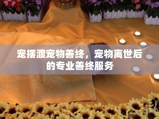 宠摆渡宠物善终，宠物离世后的专业善终服务