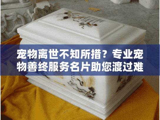 宠物离世不知所措？专业宠物善终服务名片助您渡过难关
