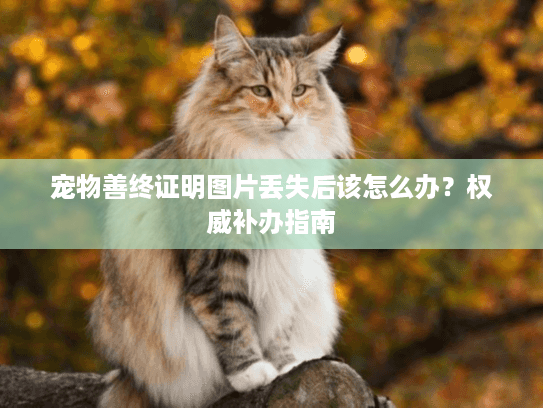 宠物善终证明图片丢失后该怎么办？权威补办指南