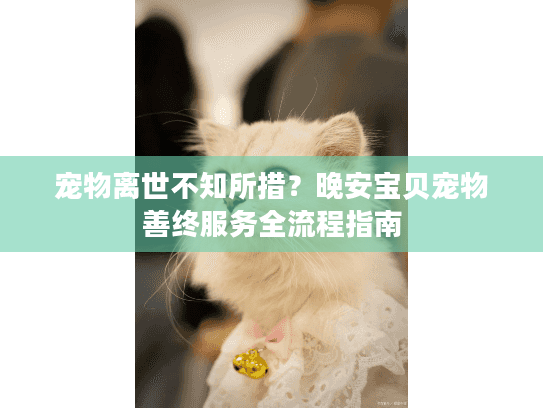 宠物离世不知所措？晚安宝贝宠物善终服务全流程指南