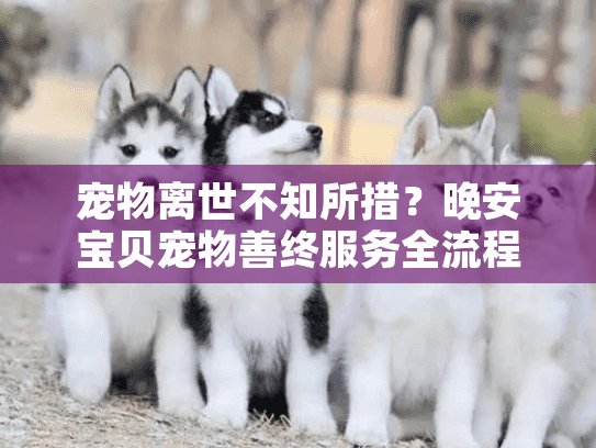 宠物离世不知所措？晚安宝贝宠物善终服务全流程指南