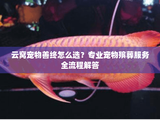 云窝宠物善终怎么选？专业宠物殡葬服务全流程解答