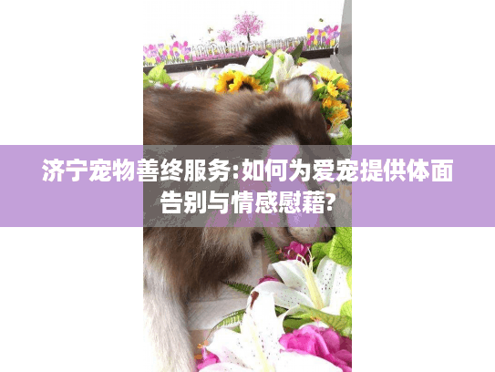 济宁宠物善终服务:如何为爱宠提供体面告别与情感慰藉?