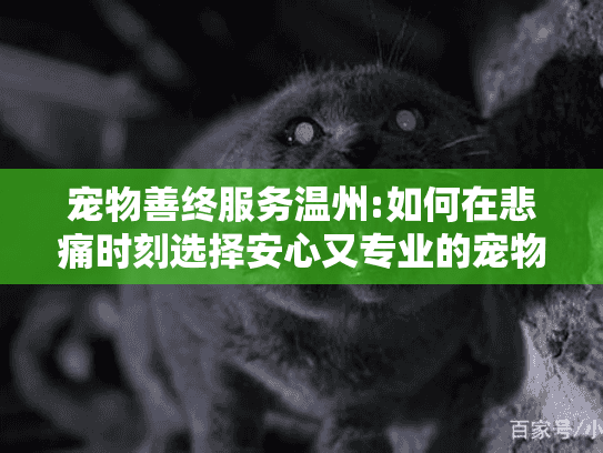 宠物善终服务温州:如何在悲痛时刻选择安心又专业的宠物殡葬方案?