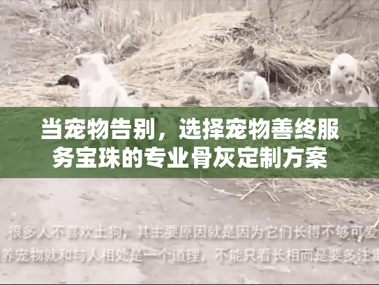 当宠物告别，选择宠物善终服务宝珠的专业骨灰定制方案