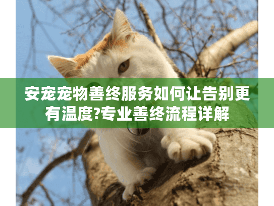 安宠宠物善终服务如何让告别更有温度?专业善终流程详解