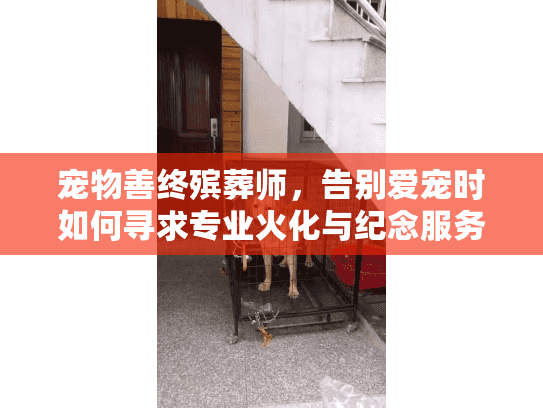 宠物善终殡葬师，告别爱宠时如何寻求专业火化与纪念服务？